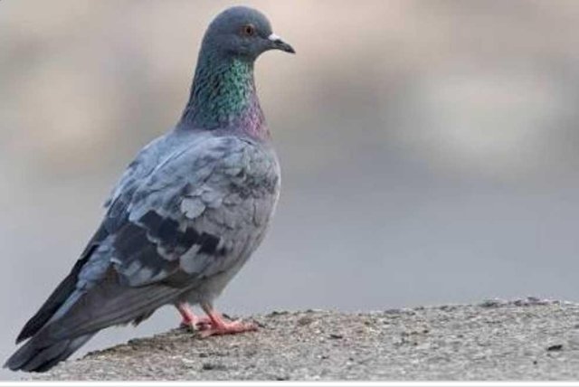 Burung Merpati Pigeons Steemit