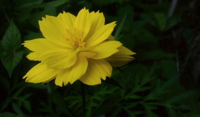 Very Beautiful And Charming New Yellow Flowers I First Saw