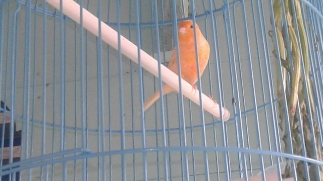 Indahnya Burung Peliharaan Tetangga Steemit