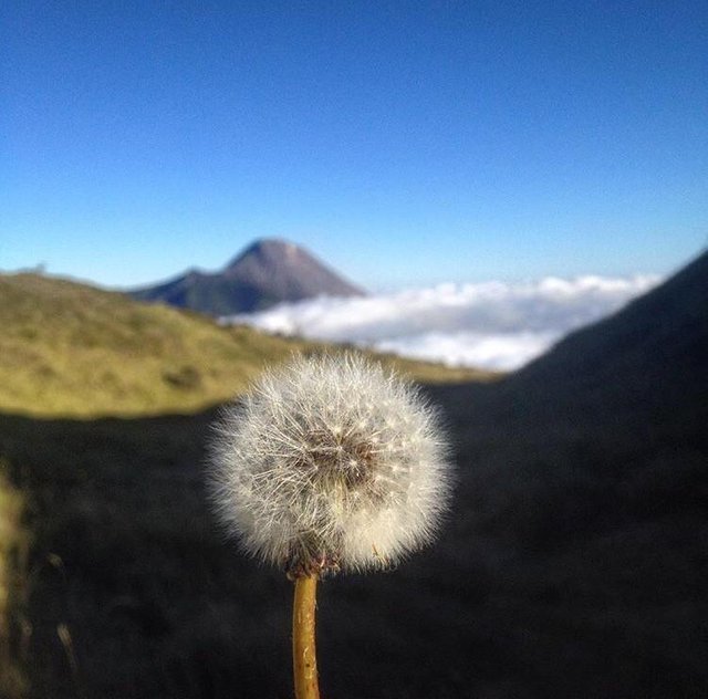  Kata Kata  Buat Bunga Edelweis 