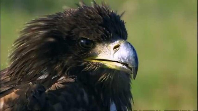 Sang Predator Steemit