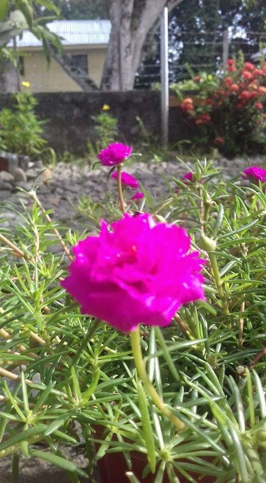 Paling Bagus 21+ Gambar Bunga Yg Cantik - Gambar Bunga HD