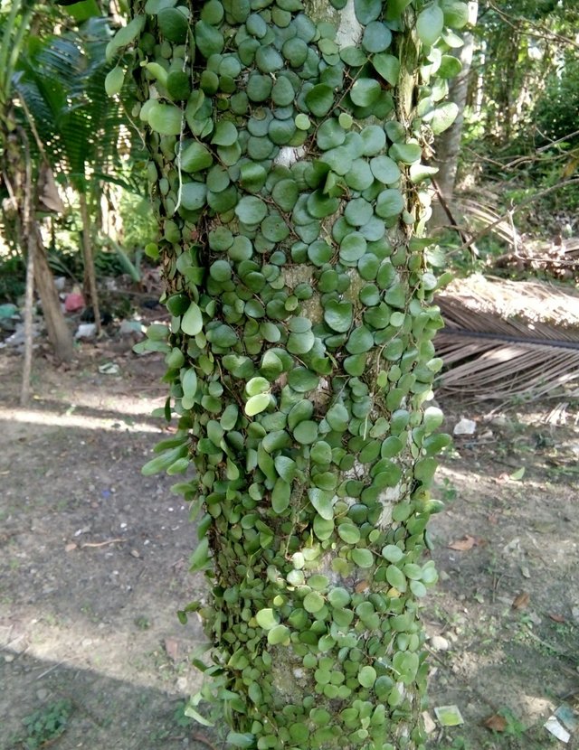 Moss Coins Covering Nearly All Areca Trees In The Backyard My Home