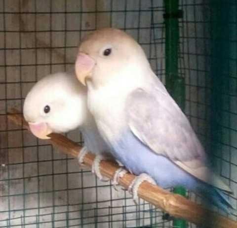 beautiful pet birds