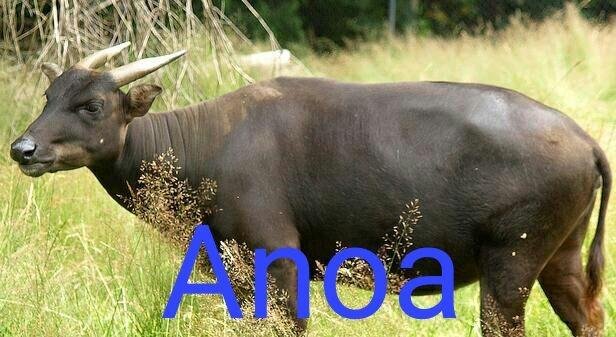 Anoa Hewan Yang Di Lindungi Hewan Langka Sulawesi Tenggara