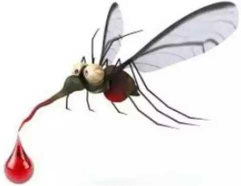 Do Not Want To Be A Mosquito S Nest Do Not Put It In The