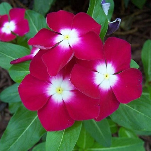 Vinca Flower Steemit