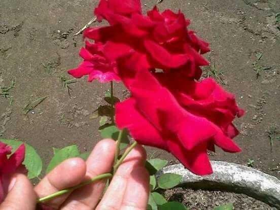 Bunga Mawar Merah Yang Indah Dan Harum Steemit