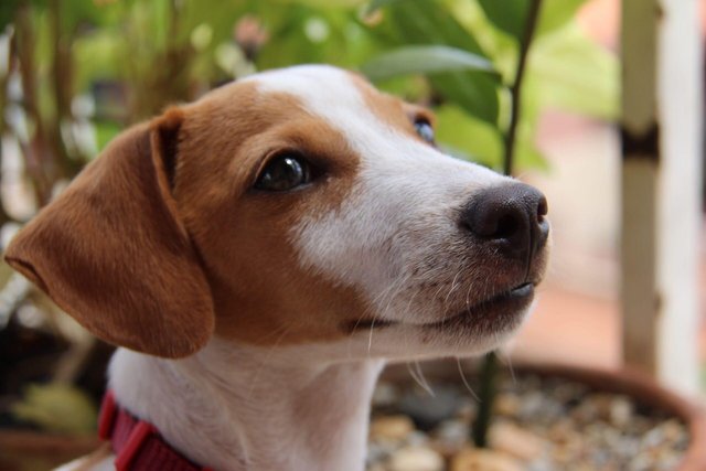 cómo le presentas un nuevo cachorro a tu perro