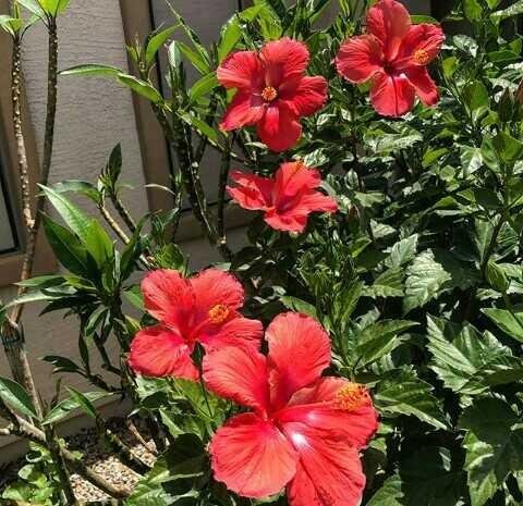 Photo Bunga Hibiscus Merah Yang Indah Di Halaman Rumah Steemit