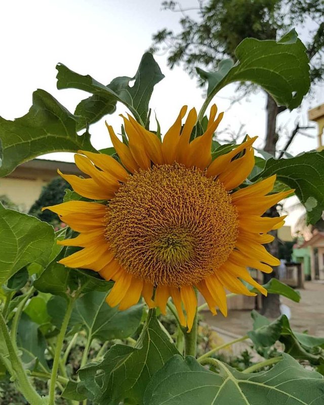 Description Of The Sunflower Deskripsi Bunga Matahari Steemit