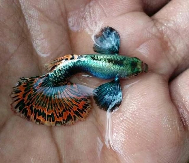 most beautiful guppy fish