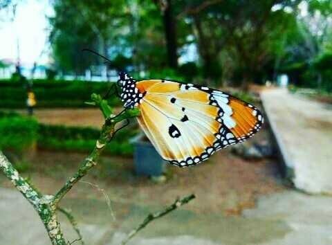 Macro Photography Butterfly Steemit