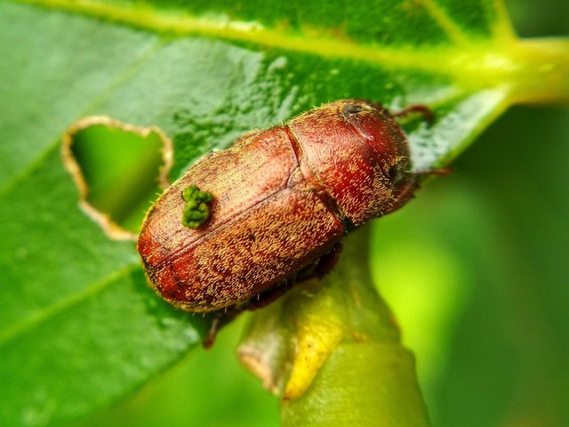 Photography Fat Insects Steemit