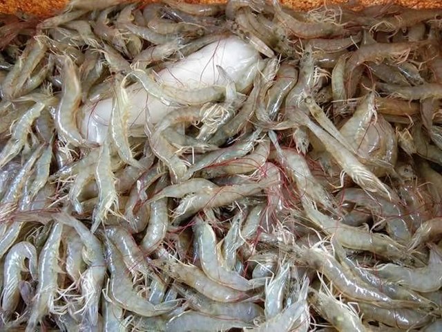 Catching Shrimp in Ponds — Steemit