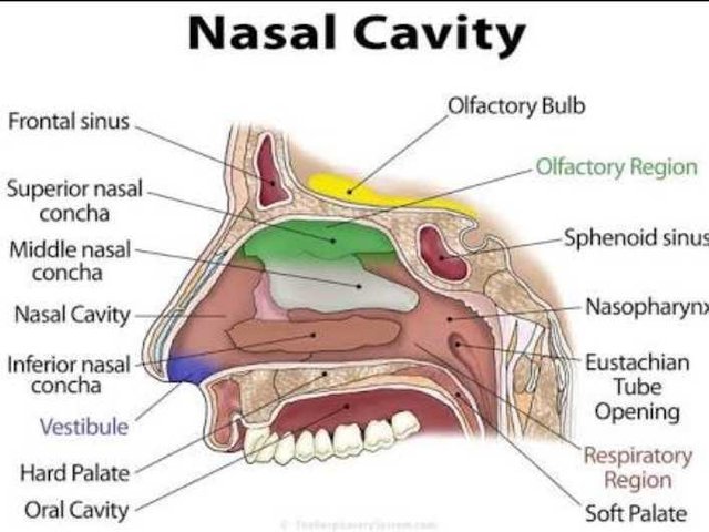 Anatomy of Nose — Steemit