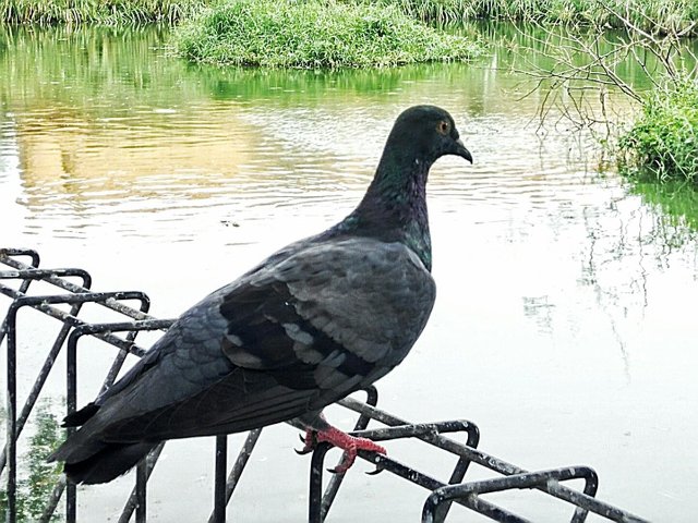 Burung Merpati Dara Steemit