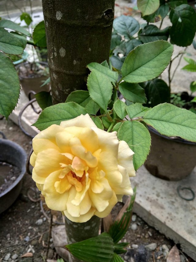 17 Bunga Mawar Yang Ada Di Indonesia  Gambar Bunga  Indah