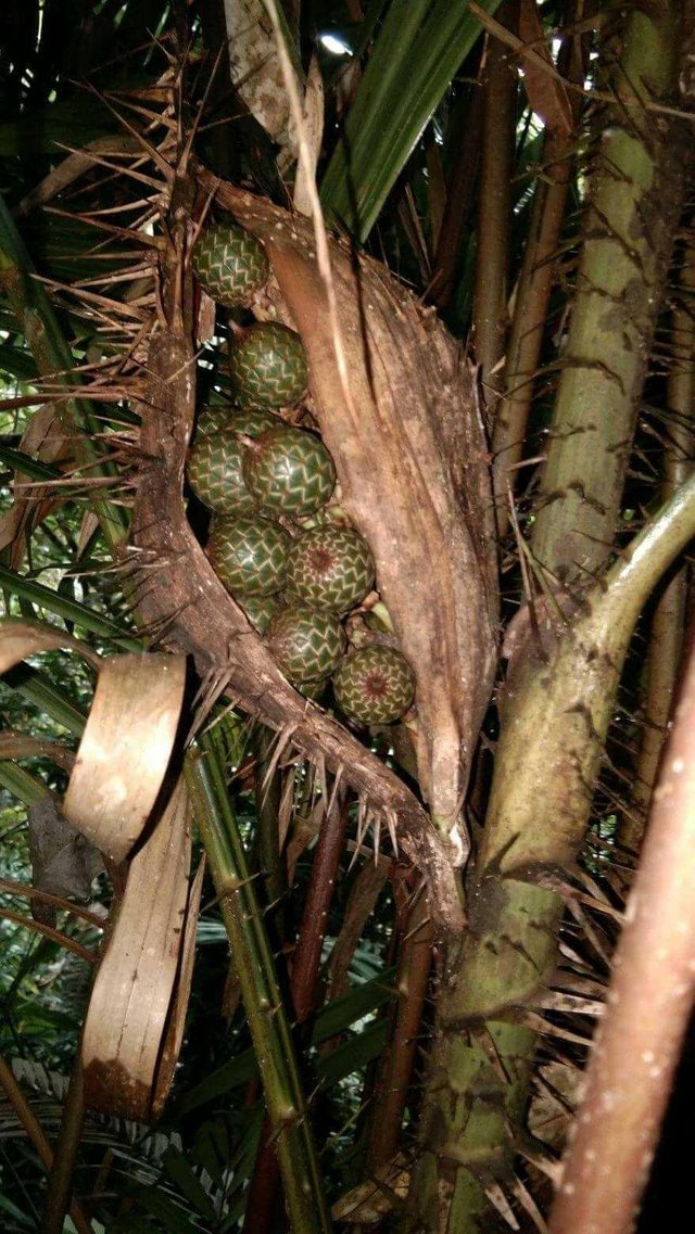 Beberapa jenis buah rotan dan sebutan di daerah masing 