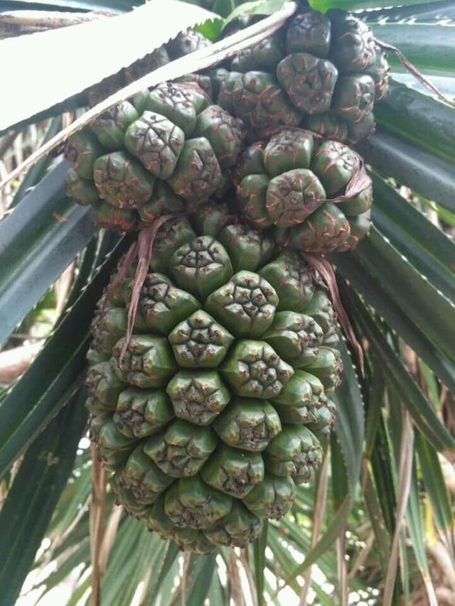  Buah pandan  laut Fruit of pandanus  utilis Steemit