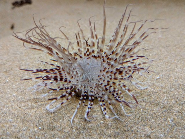 Cylinder Anemone