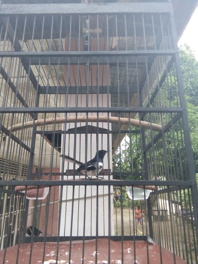 Burung Kacer Birds Kacer Steemit