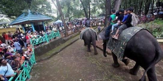 Bandung Zoo In Indonesia Travel Indonesia Steemit Bandung Zoo In Indonesia Travel Indonesia Steemit
