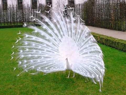 white peacock bird