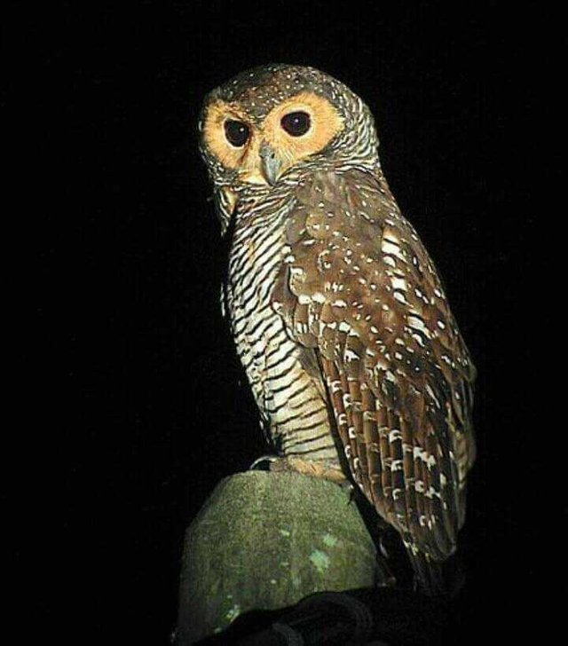 46 Koleksi Gambar Burung Hantu Owl HD Terbaik