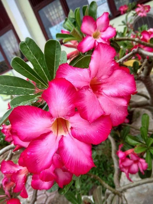 Indahnya Bunga Kamboja Steemit