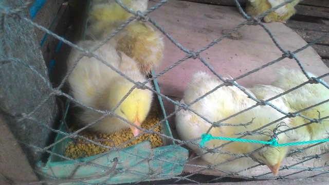 Cara Mudah Budidaya Ayam Potong Skala Kecil Dengan Keuntungan