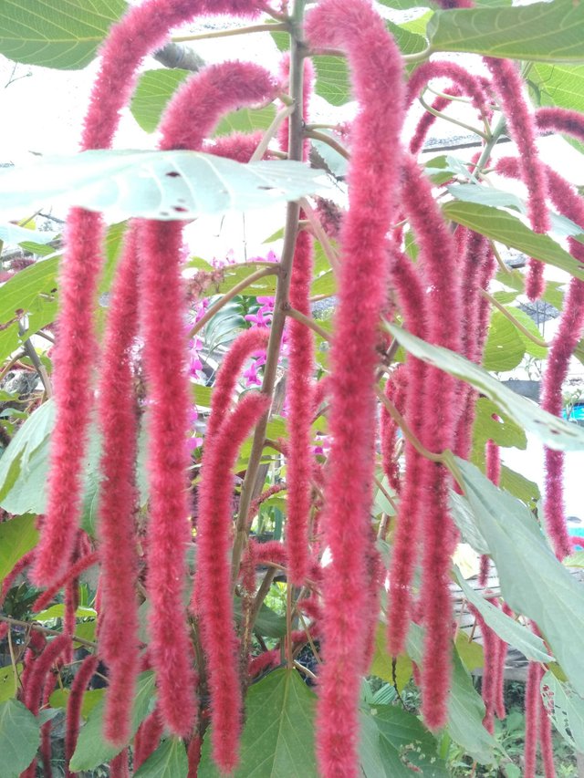 Interest Plants Witch Shaped Tail Monkey Steemit
