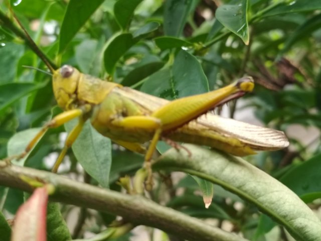 The Natural Grasshopper No Macro Camera Belalang Alami Tanpa