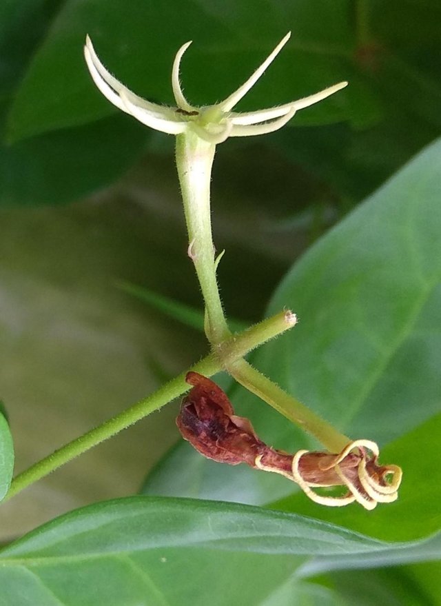 Analogy of jasmine expression that never lie — Steemit