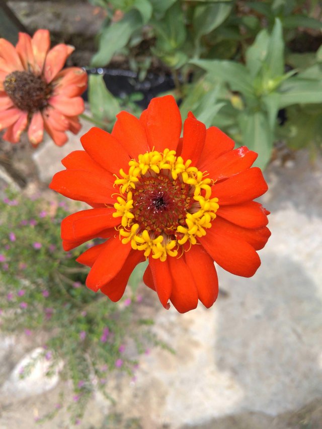 Mudahnya Cara Merawat Bunga Zinnia Easily How To Take Care Of Zinnia Flowers Steemit