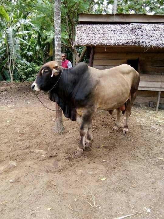 Budidata Sapi Brahma Steemit