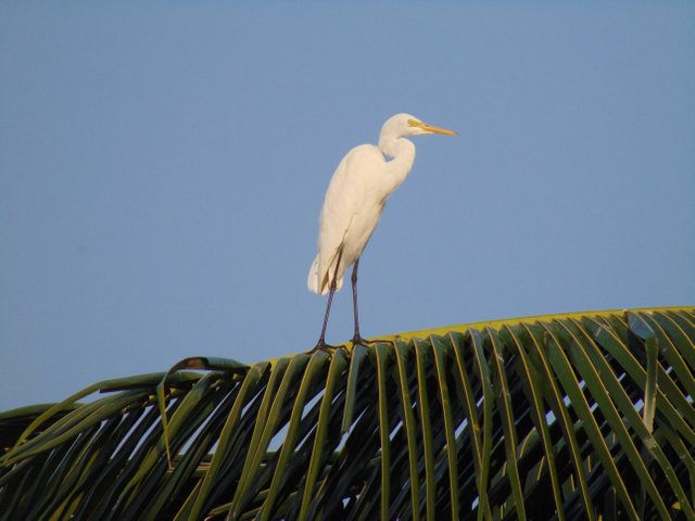 The Romance Of The Heron Steemit