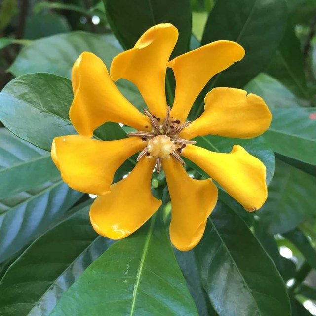 80+ Gambar Bunga Gardenia Terbaru 80+ Gambar Bunga Gardenia Terbaru