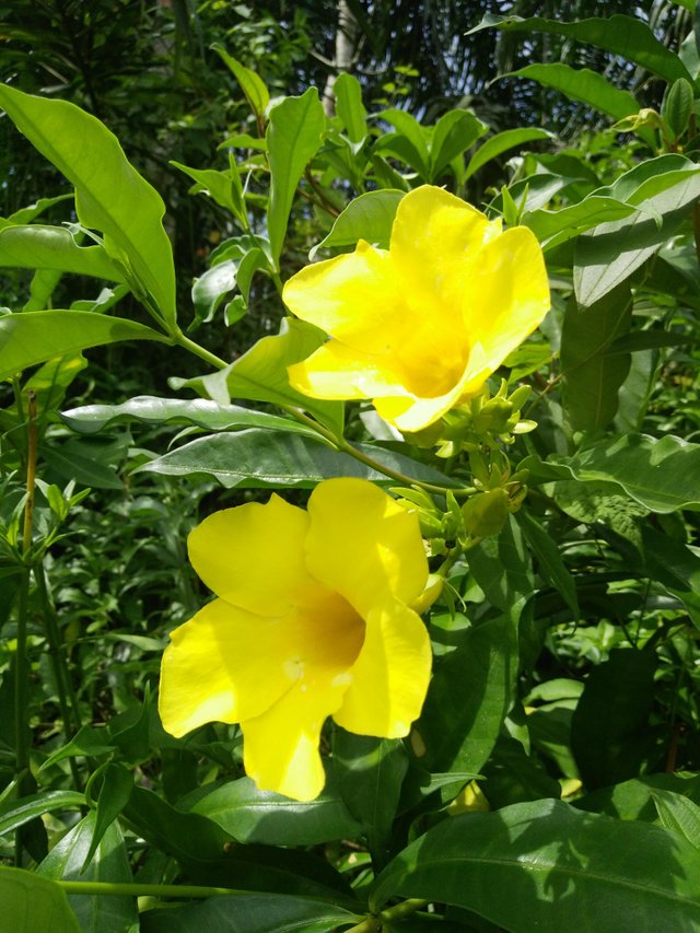 Beauty And Benefits Of Allamanda Flowers Steemit