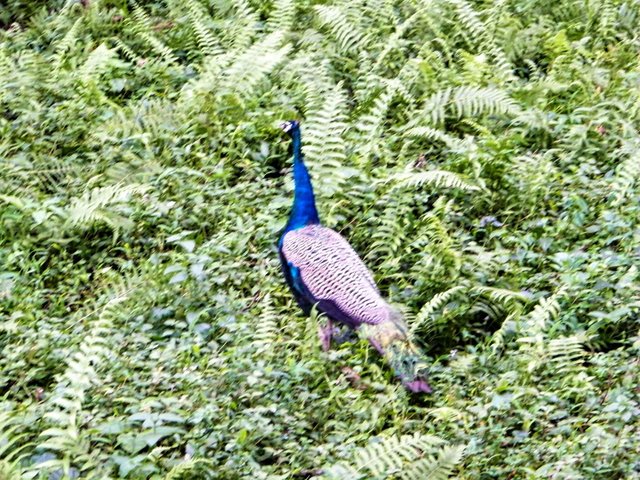 The National Bird Of India Steemit