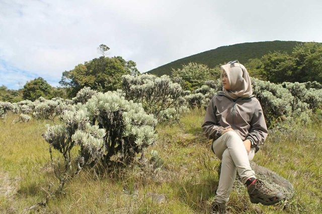 Taman Nasional Gunung Gede Pangrango Tnggp Jalanyuk Steemit