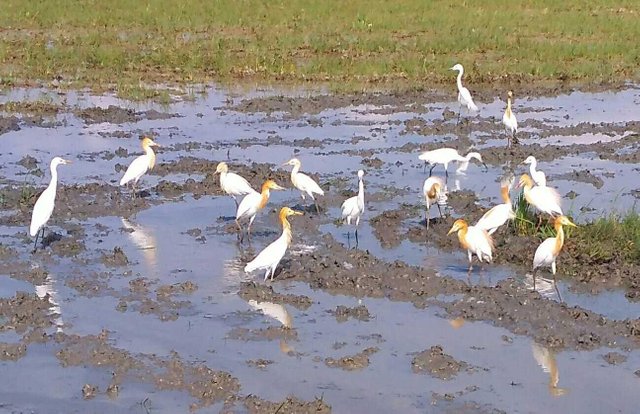 Koloni Burung Putih Steemit