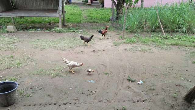 72+ Gambar Ayam Cari Makan Paling Hist 72+ Gambar Ayam Cari Makan Paling Hist