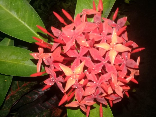 Asoka Flower Bunga Asoka Steemit
