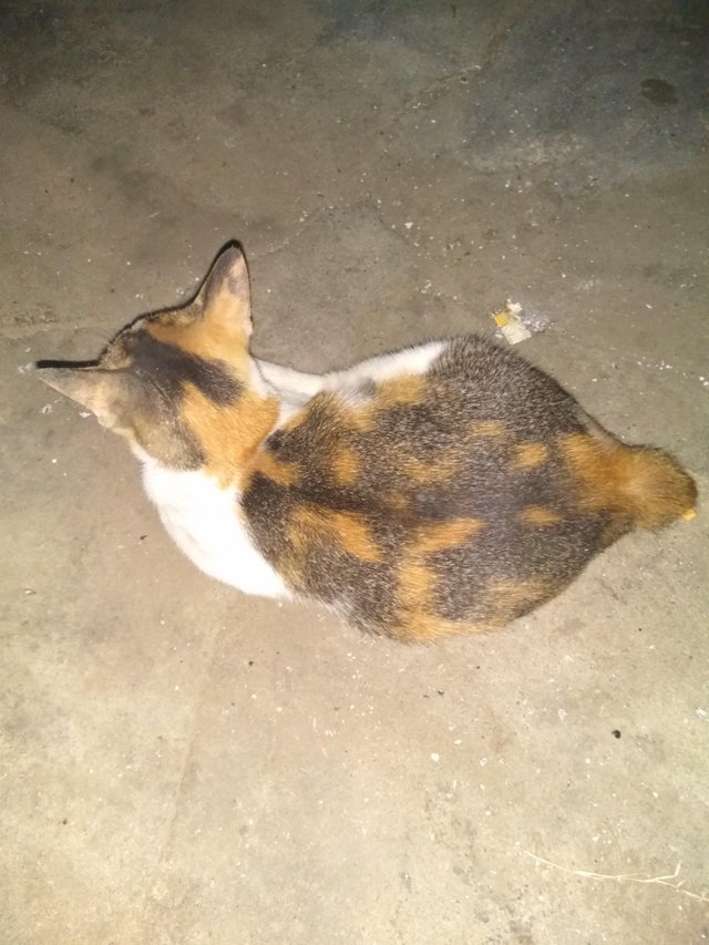 Kucing 3 warna( kucing telon) u2014 Steemit