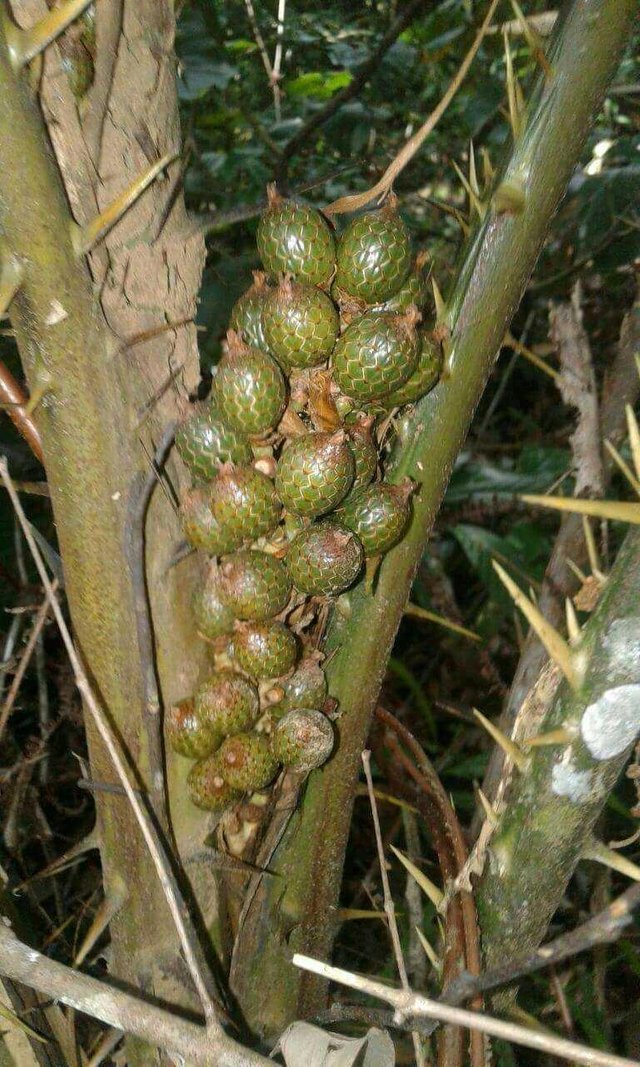 Beberapa jenis buah rotan dan sebutan di daerah masing 