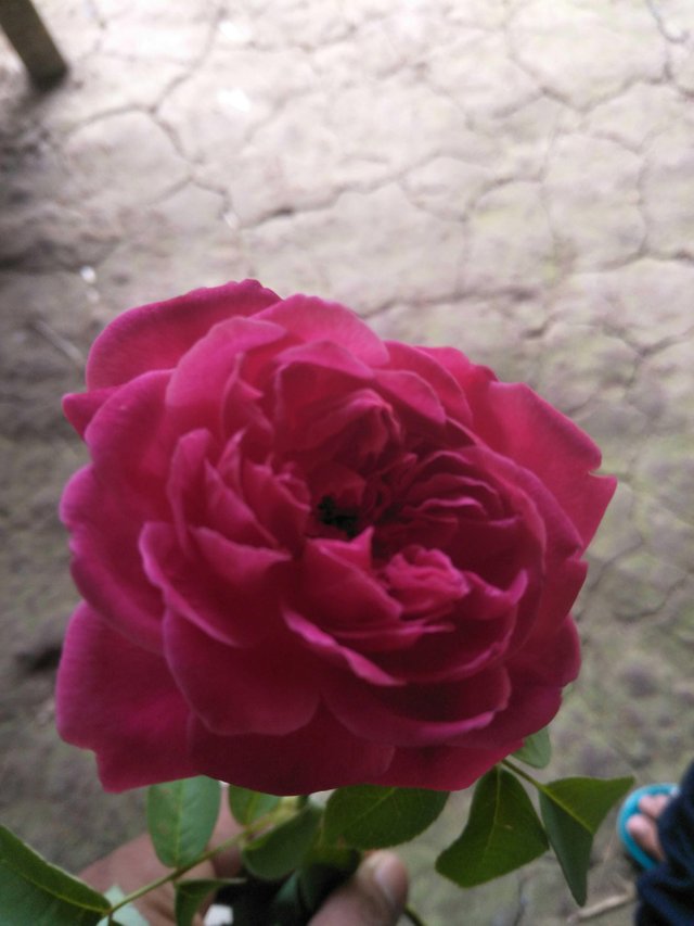 Paling Populer 20 Gambar Setangkai Bunga  Mawar  Merah  