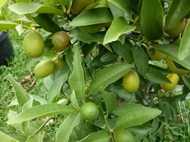 Buah Jeruk Kulitnya Manis Steemit