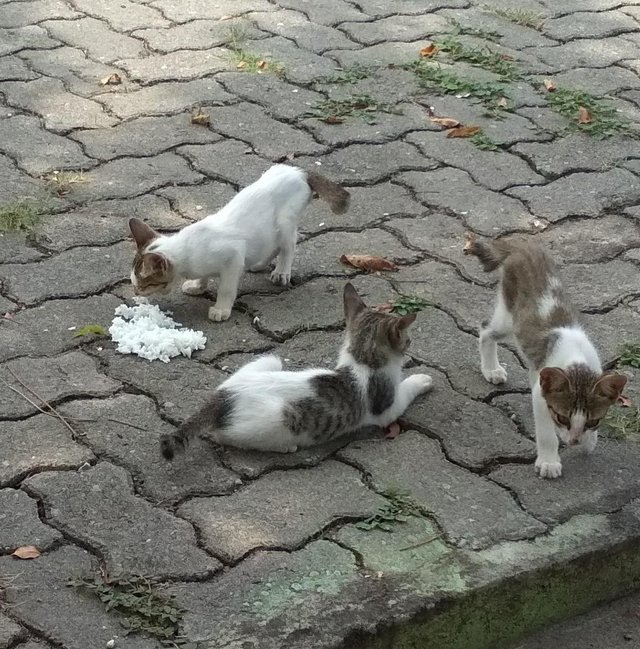 Kucing Kampung Yang Malang u2014 Steemit