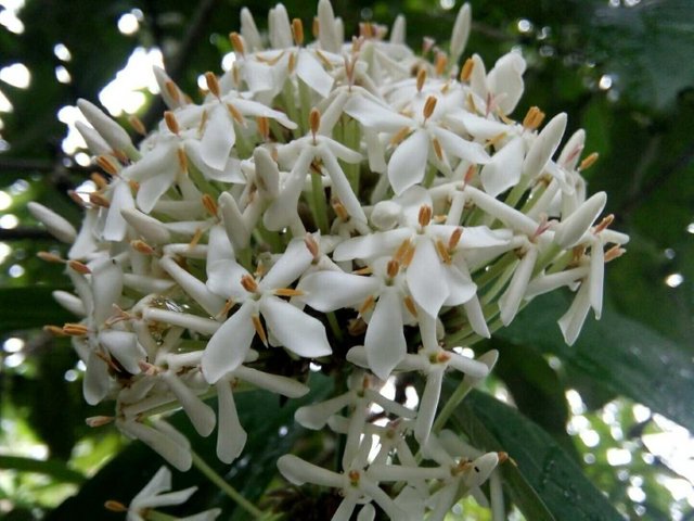 Menakjubkan 27+ Gambar Daun Bunga Asoka - Gambar Bunga HD